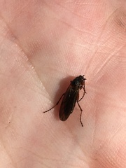 Bibio xanthopus