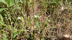 Claytonia parviflora viridis