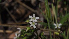 Claytonia parviflora viridis