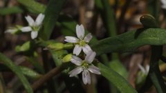 Claytonia parviflora viridis