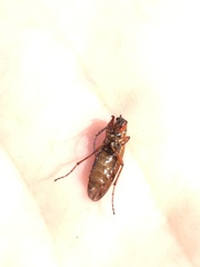 Bibio xanthopus