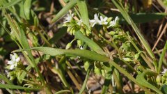 Claytonia parviflora viridis