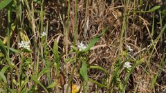 Claytonia parviflora viridis