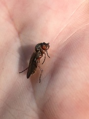 Bibio xanthopus