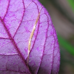 Styringomyia