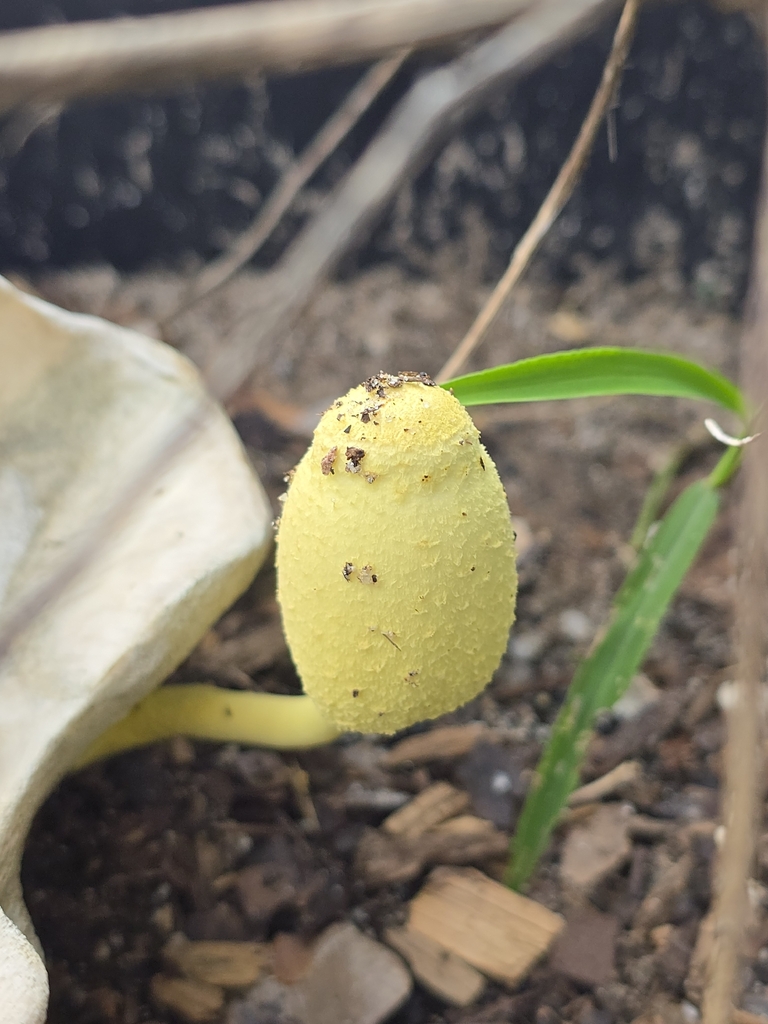 flowerpot parasol · July 2026 · photo: Photo: (c) Moe, some rights reserved (CC BY) · iNaturalist