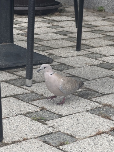 Eurasian Collared-Dove