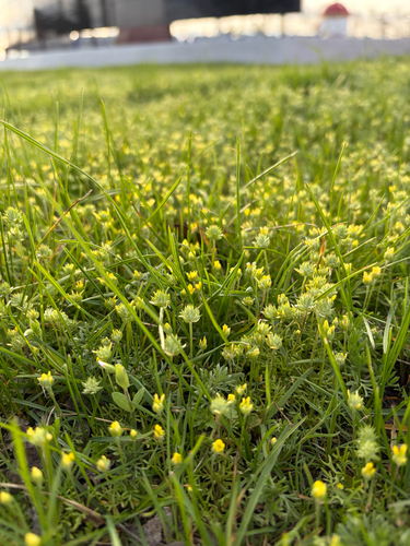 Curveseed Butterwort