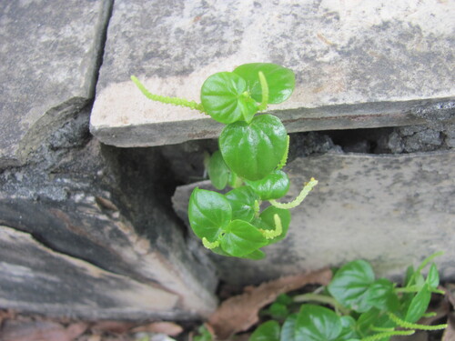 Peperomia pellucida