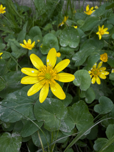 lesser celandine
