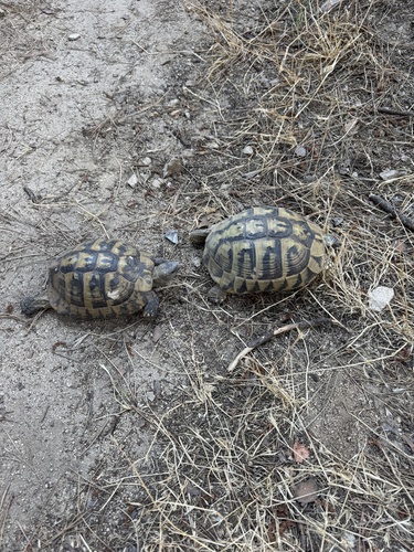 Hermann's Tortoise