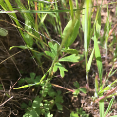 Lithophragma parviflorum