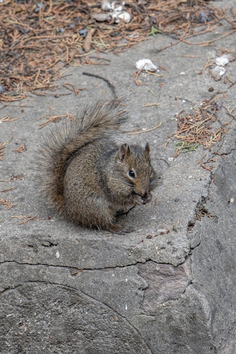 Père David's Rock Squirrel