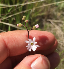 Lithophragma parviflorum