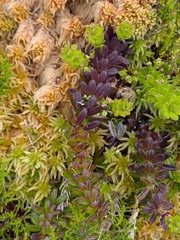 Rubia agostinhoi (Rubia agostinhoi)