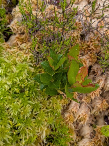 Vaccinium cylindraceum, photograph 4