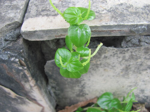 Peperomia pellucida