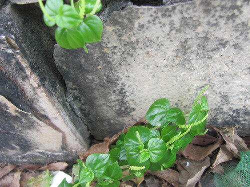 Peperomia pellucida