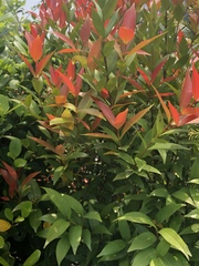 Syzygium hancei