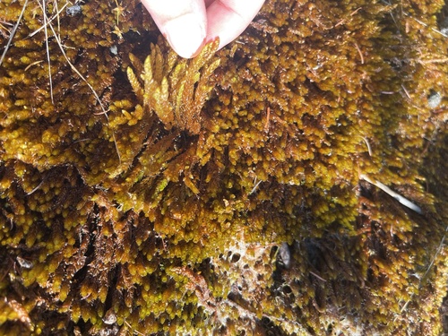 Drepanocladus turgescens observed 2026-07-14