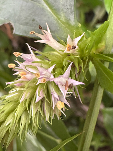 Veronicastrum axillare observed 2026-07-14