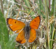 Lycaena cupreus