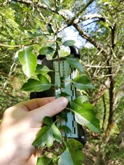 Crataegus brachyacantha