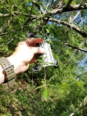 Crataegus brachyacantha