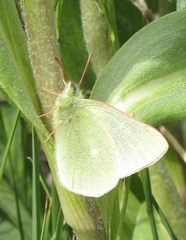 Colias behrii