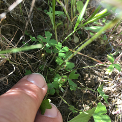 Lithophragma parviflorum