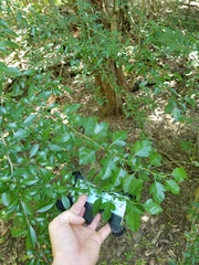 Crataegus brachyacantha