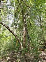 Crataegus brachyacantha