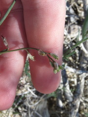 Streptanthus longirostris