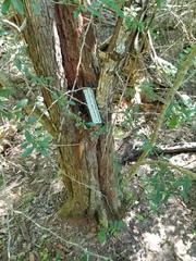 Crataegus brachyacantha