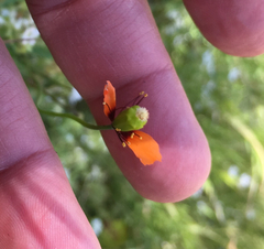Papaver heterophyllum