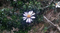 Diplostephium hartwegii