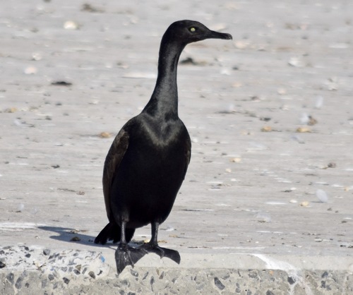 iNaturalist image