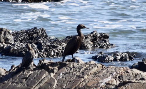iNaturalist image