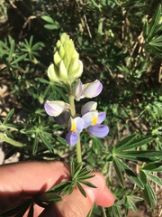 Lupinus neomexicanus