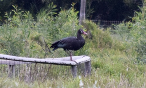 iNaturalist: (c) John Bruin, some rights reserved (CC BY-NC), uploaded by John Bruin iNaturalist image