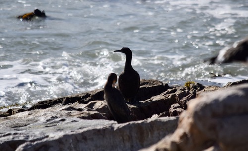 iNaturalist image