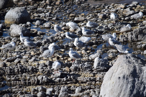 iNaturalist image