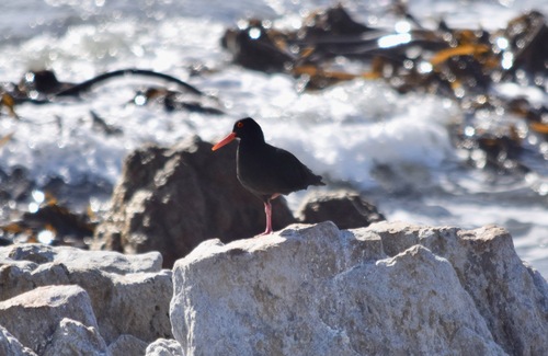 iNaturalist: (c) John Bruin, some rights reserved (CC BY-NC), uploaded by John Bruin iNaturalist image