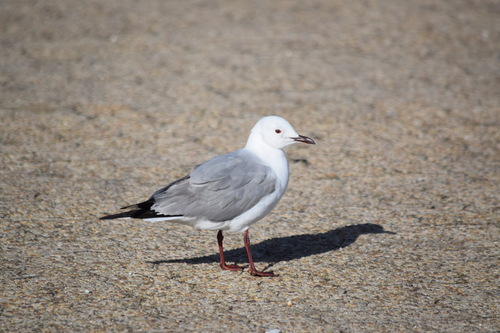 iNaturalist image