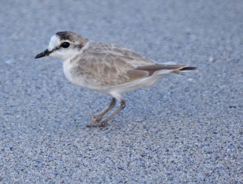 iNaturalist image