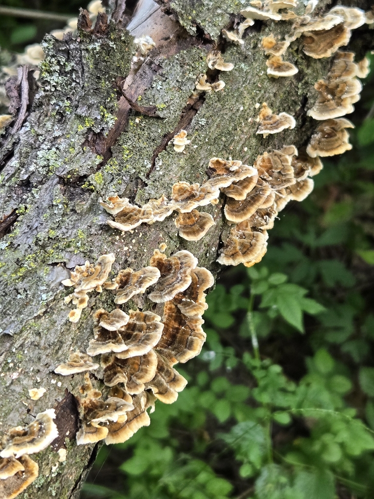 turkey-tail · July 2026 · photo: Photo: no rights reserved · iNaturalist