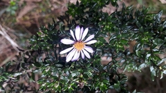 Diplostephium hartwegii