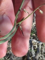 Streptanthus longirostris