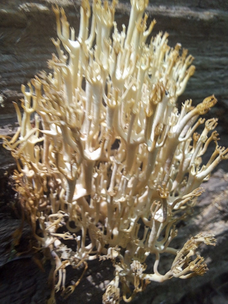 crown-tipped coral fungus · July 2026 · photo: Photo: (c) Emily, some rights reserved (CC BY) · iNaturalist