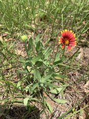 Gaillardia pulchella